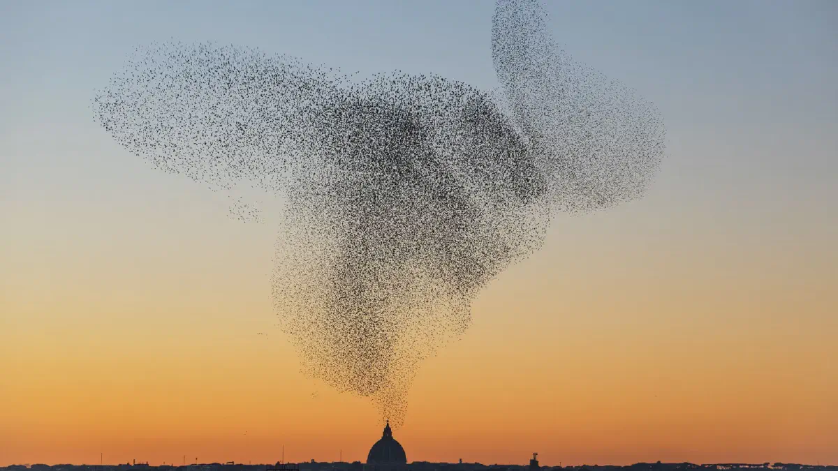 Vol d'étournaux par Søren Solkær